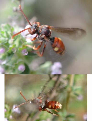 Nomada panzeri
